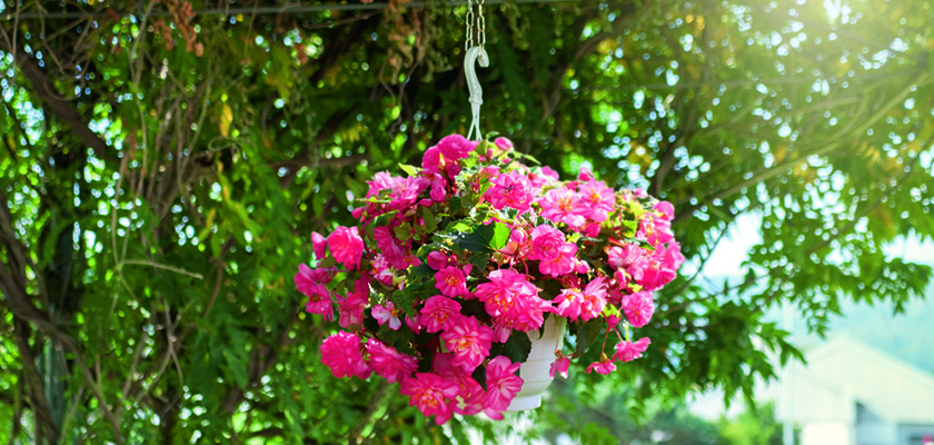 新品　ピュアディスティニー　ローズアナトリア 100ミリ Begonia tuberhybrida F₁ Nonstop Joy® Rose Picotee | Benary